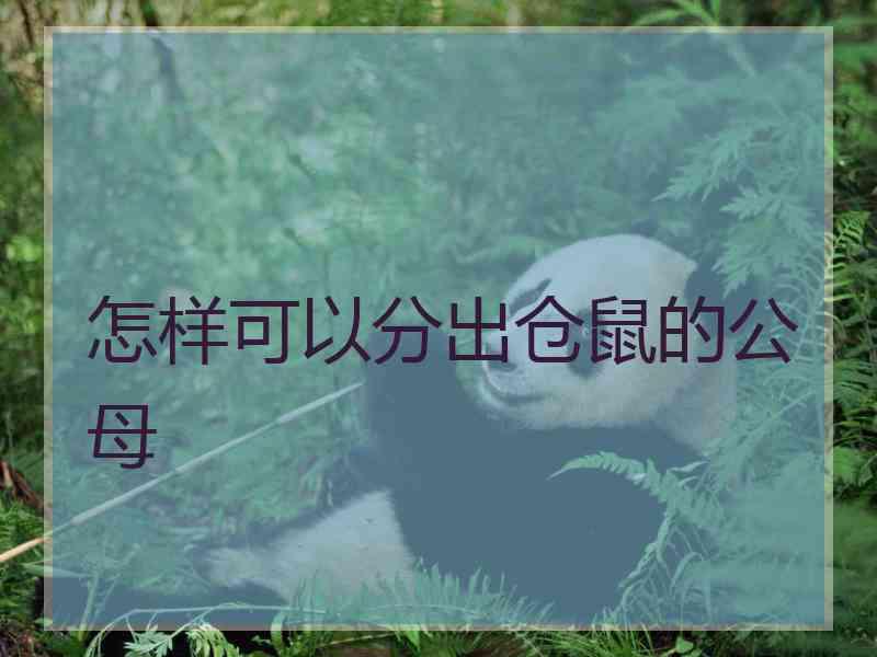 怎样可以分出仓鼠的公母