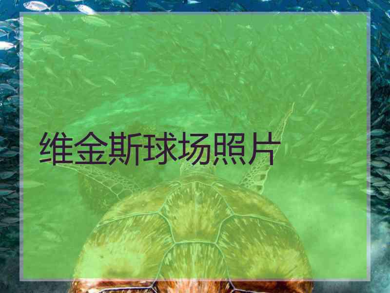 维金斯球场照片