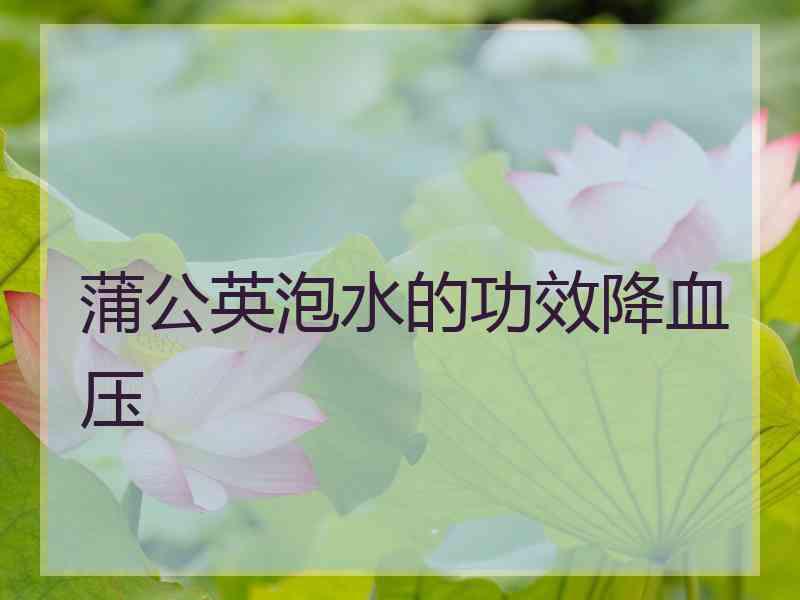 蒲公英泡水的功效降血压