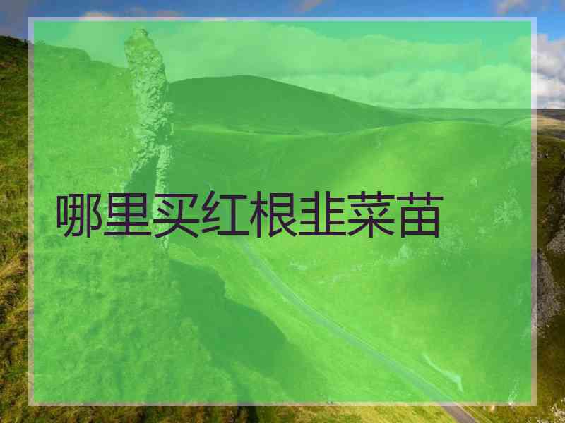 哪里买红根韭菜苗