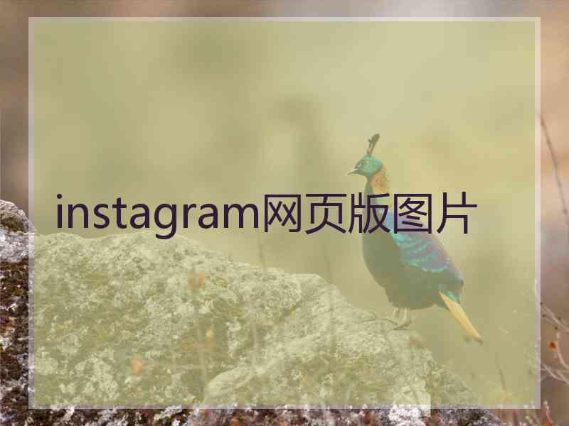 instagram网页版图片